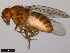  ( - 15010-0981.05)  @11 [ ] CreativeCommons - Attribution Non-Commercial Share-Alike (2011) ANIC/CBG Photography Group ANIC/Centre for Biodiversity Genomics