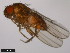  ( - 15010-1001.07)  @11 [ ] CreativeCommons - Attribution Non-Commercial Share-Alike (2011) ANIC/CBG Photography Group ANIC/Centre for Biodiversity Genomics