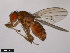  ( - 15010-1001.11)  @11 [ ] CreativeCommons - Attribution Non-Commercial Share-Alike (2011) ANIC/CBG Photography Group ANIC/Centre for Biodiversity Genomics