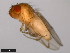  ( - 15010-1031.04)  @11 [ ] CreativeCommons - Attribution Non-Commercial Share-Alike (2011) ANIC/CBG Photography Group ANIC/Centre for Biodiversity Genomics
