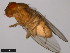  ( - 15010-1031.08)  @11 [ ] CreativeCommons - Attribution Non-Commercial Share-Alike (2011) ANIC/CBG Photography Group ANIC/Centre for Biodiversity Genomics
