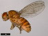  ( - 15010-1031.12)  @11 [ ] CreativeCommons - Attribution Non-Commercial Share-Alike (2011) ANIC/CBG Photography Group ANIC/Centre for Biodiversity Genomics