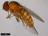  ( - 15010-1031.13)  @11 [ ] CreativeCommons - Attribution Non-Commercial Share-Alike (2011) ANIC/CBG Photography Group ANIC/Centre for Biodiversity Genomics