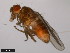  ( - 15010-1051.08)  @11 [ ] CreativeCommons - Attribution Non-Commercial Share-Alike (2011) ANIC/CBG Photography Group ANIC/Centre for Biodiversity Genomics