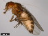  ( - 15010-1051.09)  @11 [ ] CreativeCommons - Attribution Non-Commercial Share-Alike (2011) ANIC/CBG Photography Group ANIC/Centre for Biodiversity Genomics