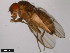  ( - 15010-1051.118)  @11 [ ] CreativeCommons - Attribution Non-Commercial Share-Alike (2011) ANIC/CBG Photography Group ANIC/Centre for Biodiversity Genomics