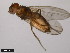  ( - 15010-1051.47)  @11 [ ] CreativeCommons - Attribution Non-Commercial Share-Alike (2011) ANIC/CBG Photography Group ANIC/Centre for Biodiversity Genomics