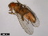  ( - 15010-1051.48)  @11 [ ] CreativeCommons - Attribution Non-Commercial Share-Alike (2011) ANIC/CBG Photography Group ANIC/Centre for Biodiversity Genomics