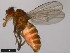  ( - 15010-1051.51)  @11 [ ] CreativeCommons - Attribution Non-Commercial Share-Alike (2011) ANIC/CBG Photography Group ANIC/Centre for Biodiversity Genomics