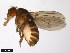  (Drosophila sordidula - 15020-1121.01)  @11 [ ] CreativeCommons - Attribution Non-Commercial Share-Alike (2011) ANIC/CBG Photography Group ANIC/Centre for Biodiversity Genomics