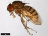 ( - 15030-1141.03)  @11 [ ] CreativeCommons - Attribution Non-Commercial Share-Alike (2011) ANIC/CBG Photography Group ANIC/Centre for Biodiversity Genomics