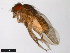  ( - 15030-1161.03)  @11 [ ] CreativeCommons - Attribution Non-Commercial Share-Alike (2011) ANIC/CBG Photography Group ANIC/Centre for Biodiversity Genomics