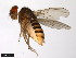 ( - 15030-1161.05)  @11 [ ] CreativeCommons - Attribution Non-Commercial Share-Alike (2011) ANIC/CBG Photography Group ANIC/Centre for Biodiversity Genomics