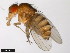  ( - 15070-1231.04)  @11 [ ] CreativeCommons - Attribution Non-Commercial Share-Alike (2011) ANIC/CBG Photography Group ANIC/Centre for Biodiversity Genomics