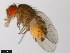  ( - 15081-1271.00)  @11 [ ] CreativeCommons - Attribution Non-Commercial Share-Alike (2011) ANIC/CBG Photography Group ANIC/Centre for Biodiversity Genomics