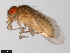  ( - 15081-1271.13)  @11 [ ] CreativeCommons - Attribution Non-Commercial Share-Alike (2011) ANIC/CBG Photography Group ANIC/Centre for Biodiversity Genomics