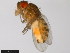  ( - 15081-1271.15)  @11 [ ] CreativeCommons - Attribution Non-Commercial Share-Alike (2011) ANIC/CBG Photography Group ANIC/Centre for Biodiversity Genomics