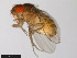  ( - 15081-1271.17)  @11 [ ] CreativeCommons - Attribution Non-Commercial Share-Alike (2011) ANIC/CBG Photography Group ANIC/Centre for Biodiversity Genomics