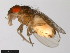  ( - 15081-1271.18)  @11 [ ] CreativeCommons - Attribution Non-Commercial Share-Alike (2011) ANIC/CBG Photography Group ANIC/Centre for Biodiversity Genomics