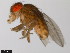  ( - 15081-1271.21)  @11 [ ] CreativeCommons - Attribution Non-Commercial Share-Alike (2011) ANIC/CBG Photography Group ANIC/Centre for Biodiversity Genomics