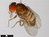  ( - 15081-1271.26)  @11 [ ] CreativeCommons - Attribution Non-Commercial Share-Alike (2011) ANIC/CBG Photography Group ANIC/Centre for Biodiversity Genomics