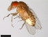 ( - 15081-1271.27)  @11 [ ] CreativeCommons - Attribution Non-Commercial Share-Alike (2011) ANIC/CBG Photography Group ANIC/Centre for Biodiversity Genomics