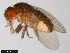  ( - 15081-1271.28)  @11 [ ] CreativeCommons - Attribution Non-Commercial Share-Alike (2011) ANIC/CBG Photography Group ANIC/Centre for Biodiversity Genomics