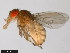  ( - 15081-1271.29)  @11 [ ] CreativeCommons - Attribution Non-Commercial Share-Alike (2011) ANIC/CBG Photography Group ANIC/Centre for Biodiversity Genomics