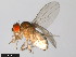  ( - 15081-1271.31)  @11 [ ] CreativeCommons - Attribution Non-Commercial Share-Alike (2011) ANIC/CBG Photography Group ANIC/Centre for Biodiversity Genomics