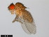  ( - 15081-1271.32)  @11 [ ] CreativeCommons - Attribution Non-Commercial Share-Alike (2011) ANIC/CBG Photography Group ANIC/Centre for Biodiversity Genomics