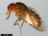  ( - 15081-1271.33)  @11 [ ] CreativeCommons - Attribution Non-Commercial Share-Alike (2011) ANIC/CBG Photography Group ANIC/Centre for Biodiversity Genomics