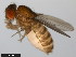  ( - 15081-1291.02)  @11 [ ] CreativeCommons - Attribution Non-Commercial Share-Alike (2011) ANIC/CBG Photography Group ANIC/Centre for Biodiversity Genomics