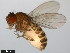  ( - 15081-1291.05)  @11 [ ] CreativeCommons - Attribution Non-Commercial Share-Alike (2011) ANIC/CBG Photography Group ANIC/Centre for Biodiversity Genomics