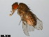  ( - 15081-1291.06)  @11 [ ] CreativeCommons - Attribution Non-Commercial Share-Alike (2011) ANIC/CBG Photography Group ANIC/Centre for Biodiversity Genomics