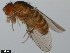  ( - 15081-1291.63)  @11 [ ] CreativeCommons - Attribution Non-Commercial Share-Alike (2011) ANIC/CBG Photography Group ANIC/Centre for Biodiversity Genomics