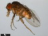  ( - 15081-1302.04)  @11 [ ] CreativeCommons - Attribution Non-Commercial Share-Alike (2011) ANIC/CBG Photography Group ANIC/Centre for Biodiversity Genomics