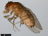  (Drosophila koepferae - 15081-1305.01)  @11 [ ] CreativeCommons - Attribution Non-Commercial Share-Alike (2011) ANIC/CBG Photography Group ANIC/Centre for Biodiversity Genomics