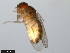  ( - 15081-1315.01)  @11 [ ] CreativeCommons - Attribution Non-Commercial Share-Alike (2011) ANIC/CBG Photography Group ANIC/Centre for Biodiversity Genomics