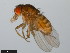  ( - 15081-1315.02)  @11 [ ] CreativeCommons - Attribution Non-Commercial Share-Alike (2011) ANIC/CBG Photography Group ANIC/Centre for Biodiversity Genomics