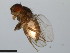  ( - 15081-1346.02)  @11 [ ] CreativeCommons - Attribution Non-Commercial Share-Alike (2011) ANIC/CBG Photography Group ANIC/Centre for Biodiversity Genomics