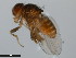  ( - 15081-1346.10)  @11 [ ] CreativeCommons - Attribution Non-Commercial Share-Alike (2011) ANIC/CBG Photography Group ANIC/Centre for Biodiversity Genomics