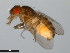  ( - 15081-1351.01)  @11 [ ] CreativeCommons - Attribution Non-Commercial Share-Alike (2011) ANIC/CBG Photography Group ANIC/Centre for Biodiversity Genomics