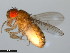  ( - 15081-1351.04)  @11 [ ] CreativeCommons - Attribution Non-Commercial Share-Alike (2011) ANIC/CBG Photography Group ANIC/Centre for Biodiversity Genomics