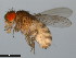  ( - 15081-1351.08)  @11 [ ] CreativeCommons - Attribution Non-Commercial Share-Alike (2011) ANIC/CBG Photography Group ANIC/Centre for Biodiversity Genomics