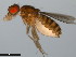  ( - 15081-1351.09)  @11 [ ] CreativeCommons - Attribution Non-Commercial Share-Alike (2011) ANIC/CBG Photography Group ANIC/Centre for Biodiversity Genomics