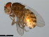  ( - 15081-1351.17)  @11 [ ] CreativeCommons - Attribution Non-Commercial Share-Alike (2011) ANIC/CBG Photography Group ANIC/Centre for Biodiversity Genomics