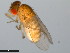  ( - 15081-1352.00)  @11 [ ] CreativeCommons - Attribution Non-Commercial Share-Alike (2011) ANIC/CBG Photography Group ANIC/Centre for Biodiversity Genomics