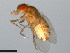  ( - 15081-1352.01)  @11 [ ] CreativeCommons - Attribution Non-Commercial Share-Alike (2011) ANIC/CBG Photography Group ANIC/Centre for Biodiversity Genomics