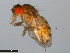  ( - 15081-1352.02)  @11 [ ] CreativeCommons - Attribution Non-Commercial Share-Alike (2011) ANIC/CBG Photography Group ANIC/Centre for Biodiversity Genomics