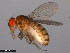 ( - 15081-1352.14)  @11 [ ] CreativeCommons - Attribution Non-Commercial Share-Alike (2011) ANIC/CBG Photography Group ANIC/Centre for Biodiversity Genomics